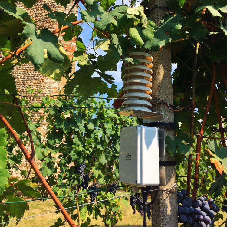 Sensor in vineyard
